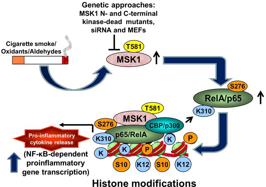 The mitogen- and stress-activated protein kinases (MSK) are epigenetic modifiers that regulate gene expression in normal and disease cell states.